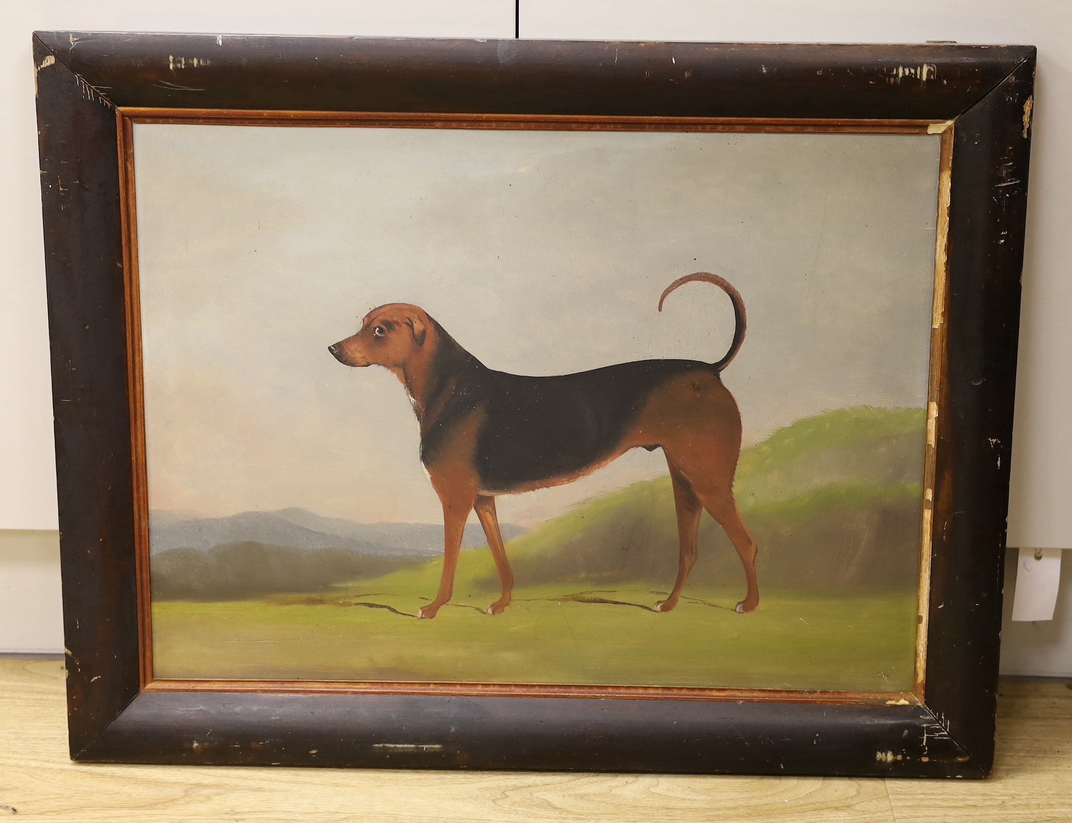 Joseph Benstead (19thC), oil on card, Primitive portrait of a hound 'Shonto', signed and dated June 1849 verso, 44 x 60cm